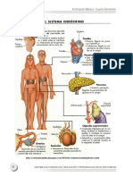 Endocrino