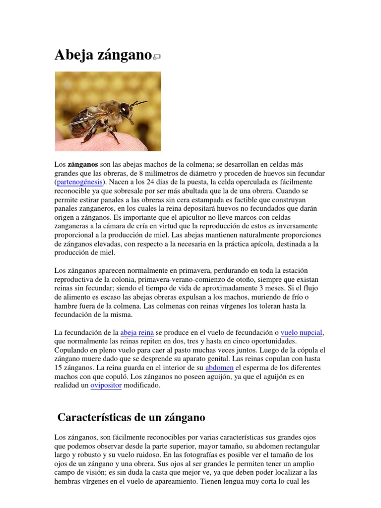Abeja Zángano | PDF | Insectos Agrícolas Beneficiosos | Abejas