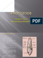 Protozoos principales características y clasificación