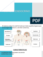 Sistema Endocrino