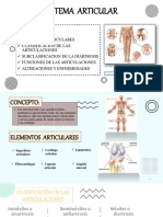 Sistema Articular