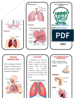 Triptico El Sistema Respiratorio Mathias Avalos