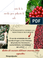 Selección de La Semilla para Producción de Café