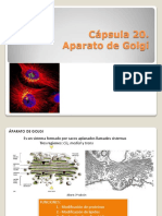 Clase Aparato de Golgi