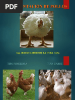 Manual Pollos de Engorde Cobb 500 2018 | PDF | Vitamina | Nutrientes ...
