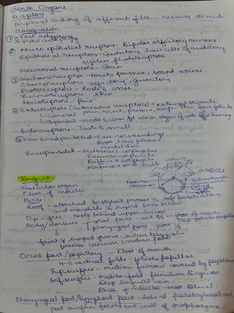 Sense Organs | PDF