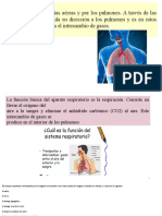 Anatomia Del Ssitema Respiratorio