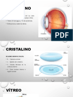 4 CRISTALINO y Retina