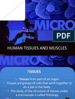 Презентация На Английском Языке «Human Tissues and Muscles» (Мышцы и Ткани Человека) Для Студентов Медицинских Специальностей.