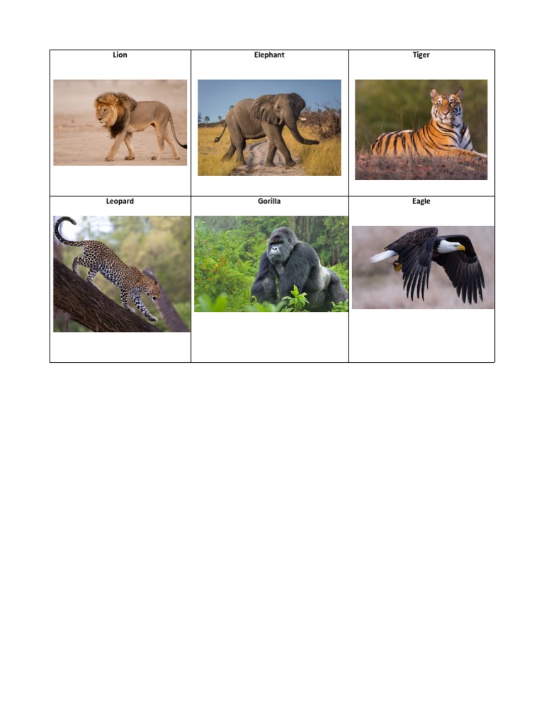 Animal Matching | PDF