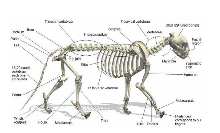 Diagram anatomi kucing yang terperinci. Tulang, otot, dan organ-organ penting ditunjukkan dengan jelas. Memahami anatomi ini membantu kita memahami bagaimana kucing bergerak dan berfungsi.