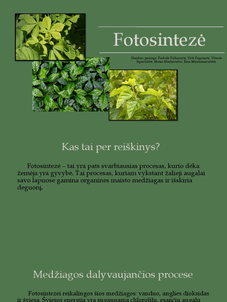 Fotosintezė 1 | PDF
