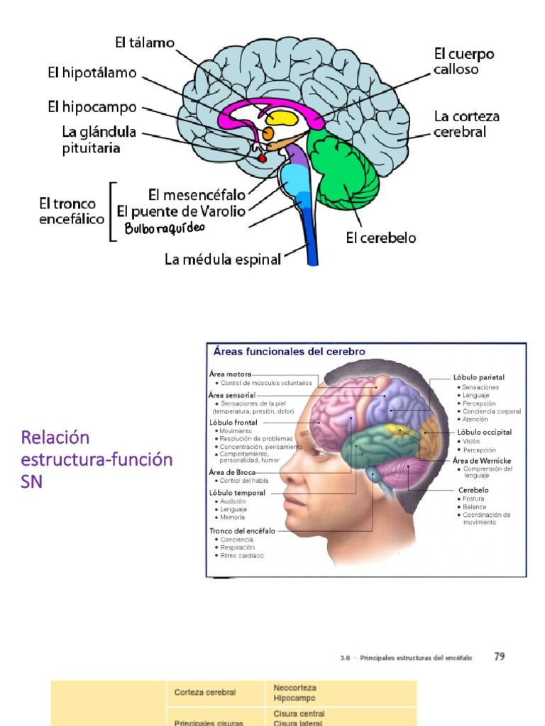 Funciones del Sistema Límbico | PDF | Sistema límbico | Hipotálamo, image size:768x1024
