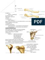 Osteología y Artrología MMSS