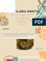 Dirofilaria Immitis