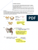 Prova de Pelve