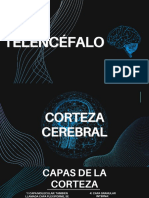 El Telencéfalo