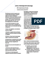 Anatomiahistologiadelestomago OsvaldoZamoraMorales