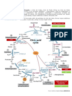 Resumo - Ciclo de Krebs - PD