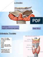 3) Tiroides Endocrino