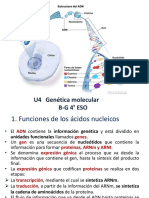 4ºESO U4 Genética Molecular 21-22