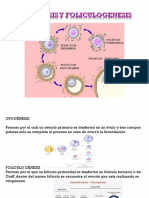 Ovogenesis y Foliculogenesis