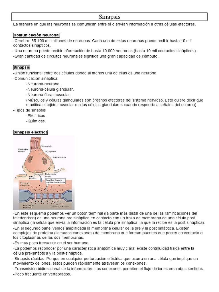 Estructura y Función de la Sinapsis | PDF | Sinapsis | Neurona