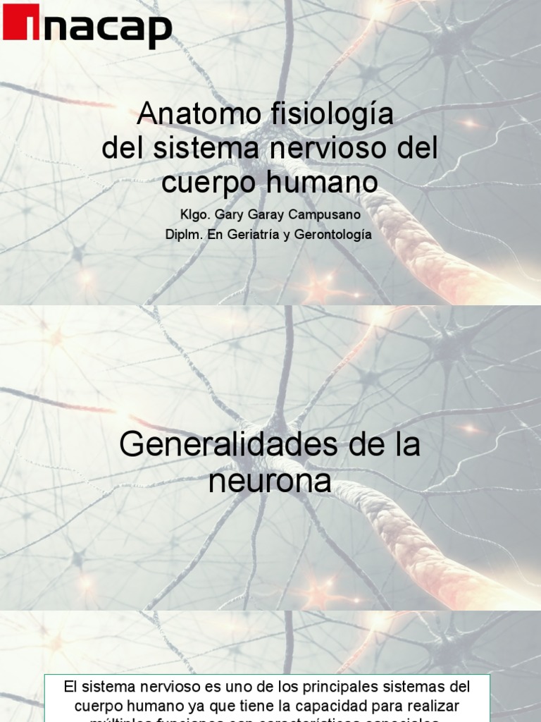 Anatomía y Fisiología del Sistema Nervioso | PDF | Neurona | Sistema ...