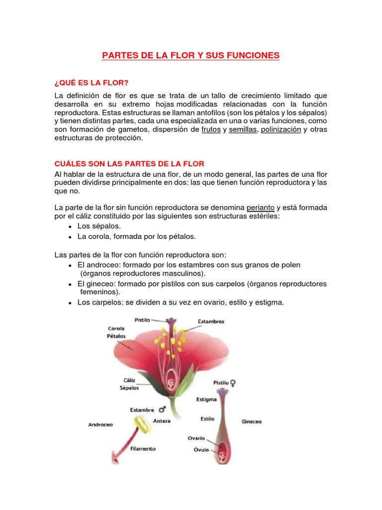 Partes y funciones de la flor | PDF | Flores | Horticultura