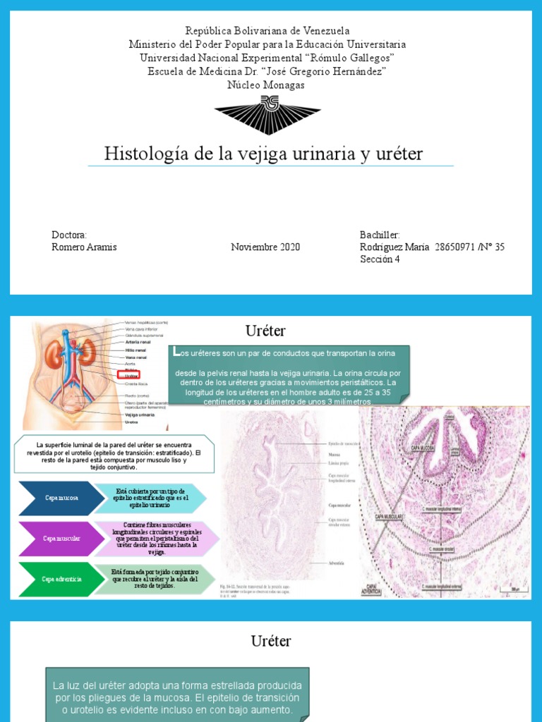 Ureter Y Vejiga Pdf Vejiga Urinaria Sistema Urinario
