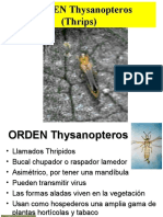 Thysanopteros 011122
