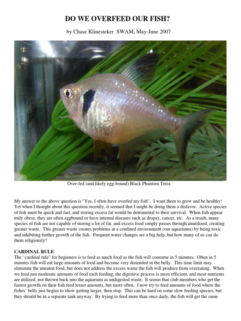 Why Your Pet Fish Might Be Eating the Wrong Things (And What to Avoid)