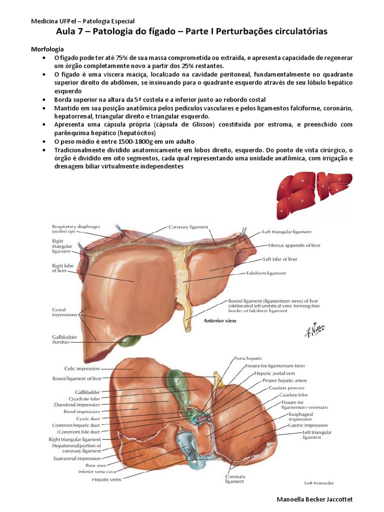 Congestão Passiva Crônica do Fígado | PDF | Fígado | Veia