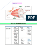 Miología 1.23