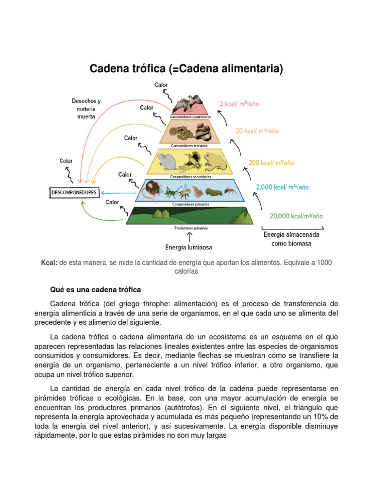 Cadena Trófica 2 | PDF | Red alimentaria | Ciencias de la Tierra