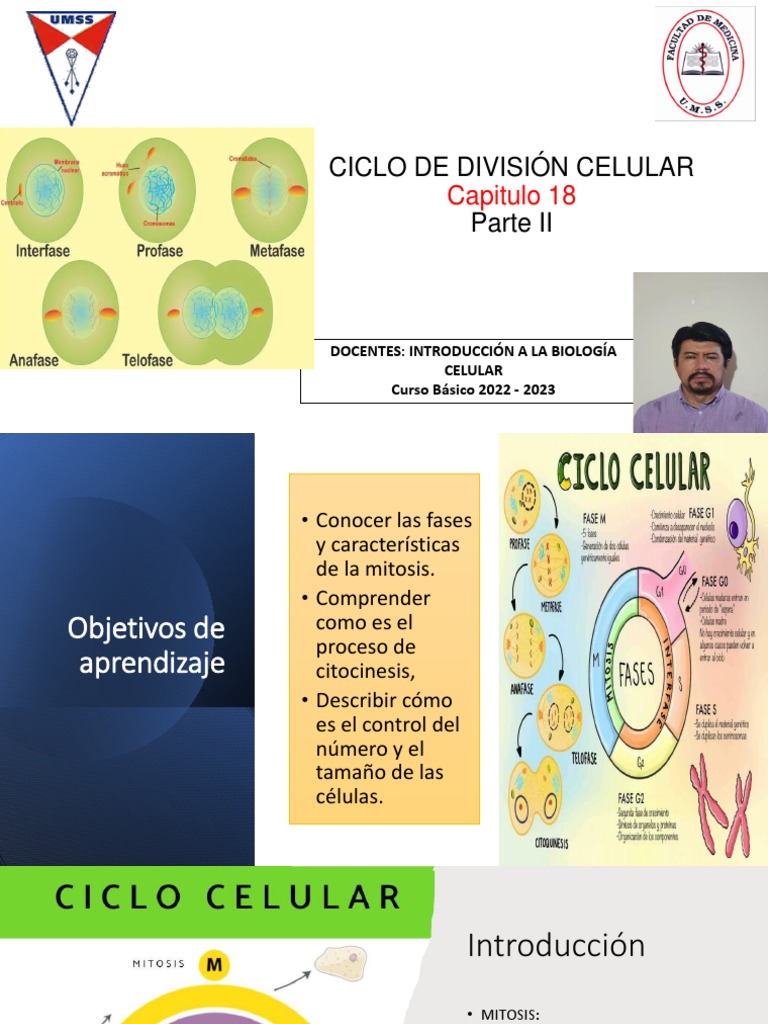 Fases del Ciclo de División Celular | PDF | Mitosis | Nucleo celular