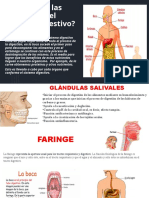 Cuáles Son Las Funciones Del Sistema Digestivo