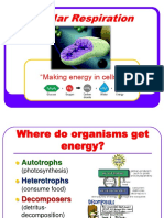 Cell Respiration