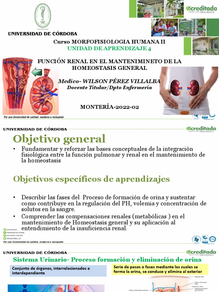 1. MORFOLOGIA Y FUNCION RENAL 2022-02 PDF Riñón Sistema urinario