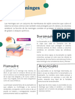 Las Meninges