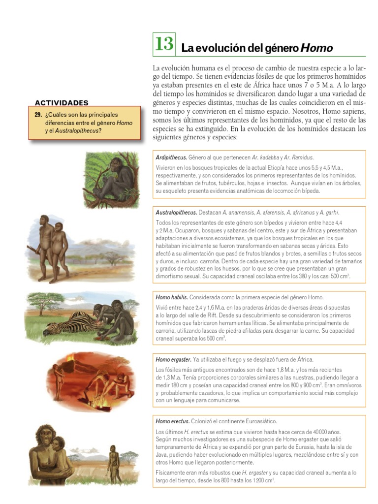 La Evolución Del Género Homo: Actividades | PDF | Homo | Evolución humana