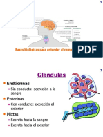 Sistema Endocrino I