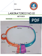 MITOSIS-Laboratorio No.10