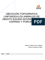 Ubicacion Topografica Linfonodulos Animales de Abasto Carolina Carrasco