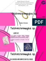 Presentación Parasitología (Trichostrongylus SP) 2.0