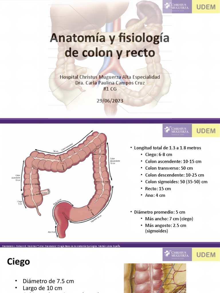Anatomía y Fisiología del Colon y Recto | PDF | Intestino grueso ...