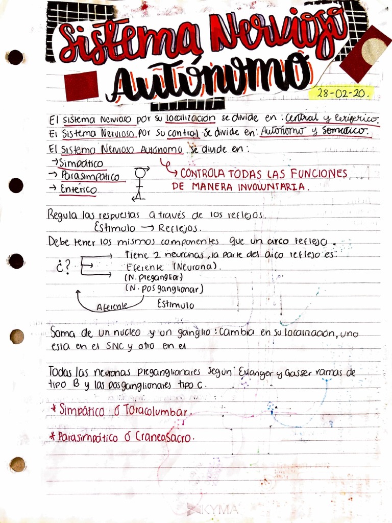 Sistema Nervioso Autónomo Pdf