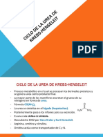 Ciclo de La Urea Bioquimica Veterinaria