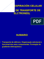 Conferencia 16 La Cadena de Transporte de Electrones PORTUGUES