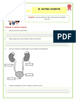 Act-Ciencia y Tecnología-Sistema Excretor